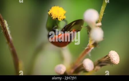 Coccinelle rouge (lat. Coccinellidae) sur une fleur de pissenlit. Banque D'Images