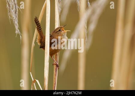 Mountain Wren - Troglodytes solstitialis oiseau dans Troglodytidae, trouvé dans les Andes du nord-ouest de l'Argentine, la Bolivie, la Colombie, l'Equateur, le Pérou et wes Banque D'Images