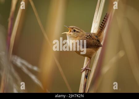 Mountain Wren - Troglodytes solstitialis oiseau dans Troglodytidae, trouvé dans les Andes du nord-ouest de l'Argentine, la Bolivie, la Colombie, l'Equateur, le Pérou et wes Banque D'Images