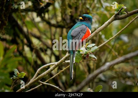 Trogon masqué - Trogon personatus oiseau vert et rouge chez les Trogonidae, commun dans les forêts humides des hautes terres en Amérique du Sud, principalement les Andes et les tepuis, fe Banque D'Images