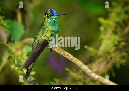 Brillant à la façade violette - Heliodoxa leadbeateri colibri dans les brillants, la tribu Heliantheini dans les Lesbiinae, a trouvé la Bolivie, la Colombie, l'Equateur, le Pérou an Banque D'Images
