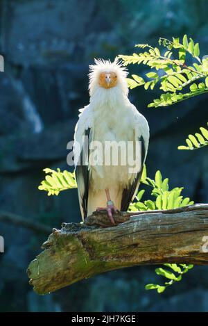 Portrait de vulve de saleté. Coiffure sauvage. Oiseau vautour assis sur une branche. Oiseau de proie d'Afrique. Photo d'animal de la nature Banque D'Images