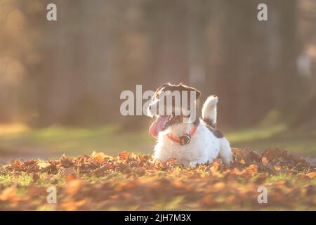 Le joli petit chien Jack Russell Terrier est couché sur les feuilles et pose en automne. Banque D'Images