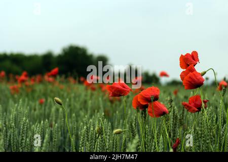 Fleurs de pavot rouges communes sur un champ de blé. Banque D'Images
