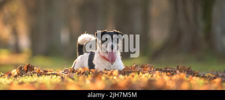 Le joli petit chien Jack Russell Terrier est couché sur les feuilles et pose en automne. Banque D'Images