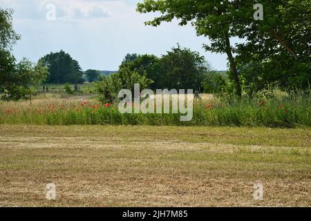 Des coquelicots au bord d'un champ de maïs récolté. Fleurs rouges, arbres et herbe. Chemin de pied entre les champs. Paysage tiré de la nature du Brandebourg Banque D'Images