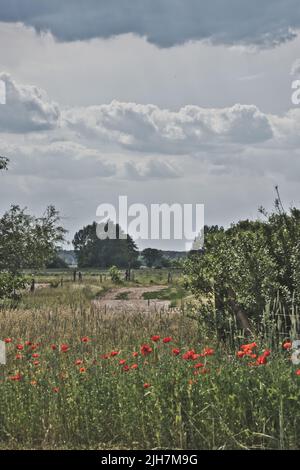 Des coquelicots au bord d'un champ de maïs récolté. Fleurs rouges, arbres et herbe. Chemin de pied entre les champs. Paysage tiré de la nature du Brandebourg Banque D'Images