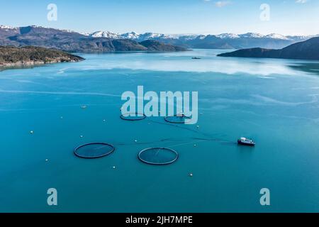 Vue aérienne sur la ferme de saumon dans le Hardangerfjord, cages de natation, ferry dans l'arrière, Hardangerfjord, Norvège Banque D'Images