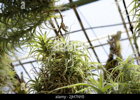 Plantes d'air accrochées au plafond d'une serre Banque D'Images