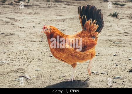 La poule marche sur un sol sablonneux Banque D'Images