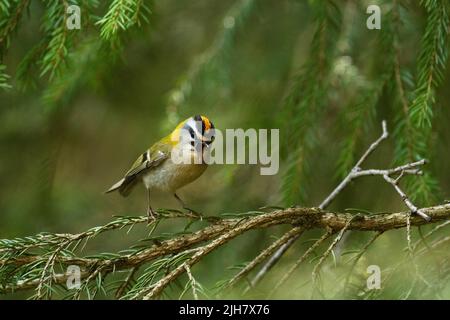 Un petit et coloré commun cinq chantant sur une branche de l'épinette dans la forêt boréale estonienne Banque D'Images