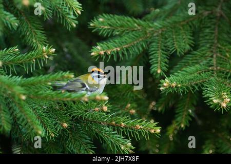 Petit et coloré, Regulus ignicapillus, le plus grand fireclus, au milieu des branches de l'épinette dans la forêt boréale estonienne Banque D'Images