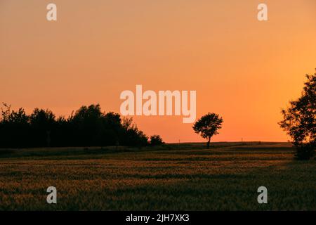 La fin du printemps le coucher du soleil avec en premier plan, champ de seigle Podlasie Région, Pologne, Europe Banque D'Images