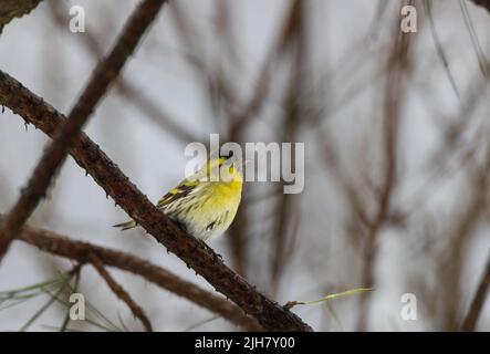 Siskin eurasien (Spinus spinus) au soleil assis sur la branche de pin blanc avec cône en premier plan, Podlaskie Voivodeship, Pologne, Europe Banque D'Images