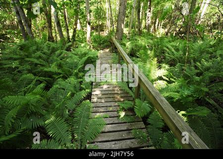 Une promenade en bois sur un sentier de randonnée à travers la forêt estonienne luxuriante Banque D'Images