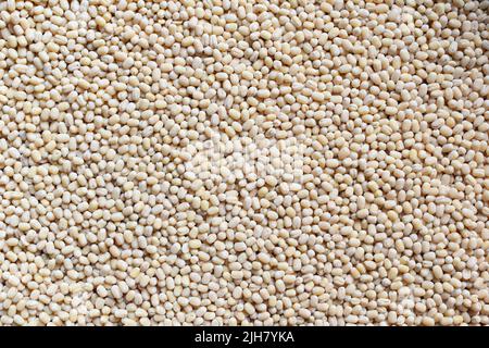 Lentilles Urad blanc séchées brutes Banque D'Images