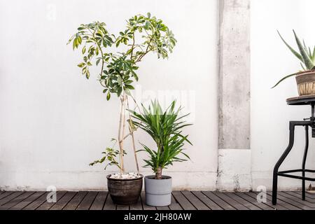 Tronc brésilien, aloès et schefflera dans leurs pots sur une terrasse avec parquet Banque D'Images