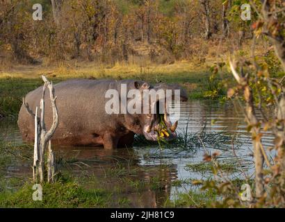 Hippopotame (Hippopotamus amphibius) herbacé dans un trou d'eau Banque D'Images