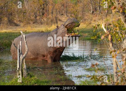 Hippopotame (Hippopotamus amphibius) herbacé dans un trou d'eau Banque D'Images