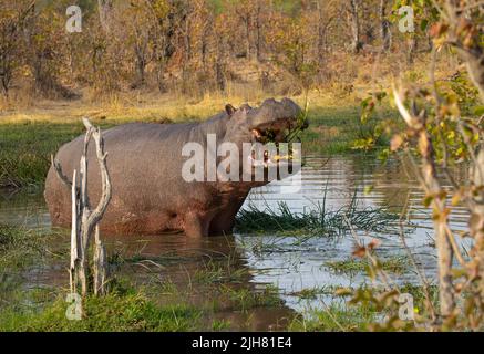 Hippopotame (Hippopotamus amphibius) herbacé dans un trou d'eau Banque D'Images