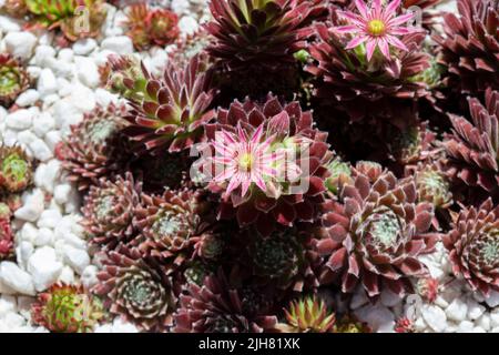 Sempervivum arachnoideum fleur, toile d'araignée houseleek, croissant dans un lit de jardin en pierre blanche. Banque D'Images