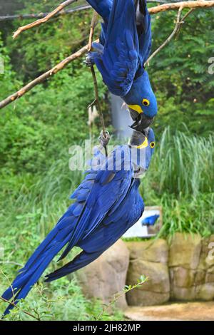 Un couple d'aras de jacinthe flirte et partage la nourriture entre eux, la relation des animaux Banque D'Images