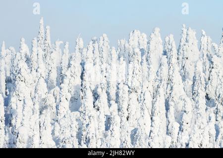 Conifères recouverts d'une épaisse couche de neige et de givre dans le parc national de Riisitunturi, dans le nord de la Finlande Banque D'Images