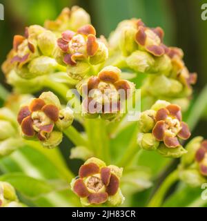 Une macro-photo de la fleur d'un buisson d'expectoré de miel. Banque D'Images