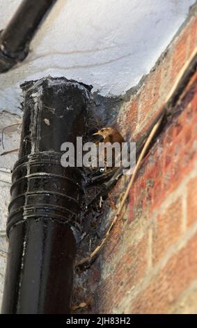 Wren eurasien, nid construit derrière un tuyau d'eau sur le bâtiment, Troglodytes troglodytes, Londres, Royaume-Uni, Iles britanniques Banque D'Images