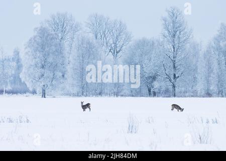 Deux cerfs de Virginie sur un champ enneigé pendant une journée froide et glaciale en Estonie, en Europe du Nord Banque D'Images