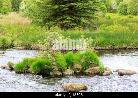 Herbe et petits buissons qui poussent sur une petite île composée de rochers et de rochers dans la rivière Dee, en Écosse Banque D'Images