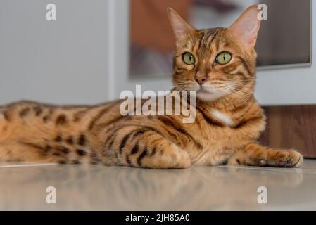 Le chat Bengale est détendu et confiant sur le plancher de la maison. Portrait de race Bengale. Banque D'Images