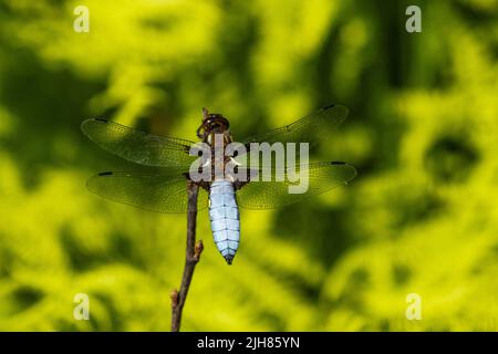 Libellula depressa, une dragonmouche colorée au corps large, reposant sur une brindille pendant une journée d'été en Estonie, en Europe du Nord Banque D'Images