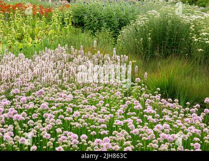 Plantation douce d'été avec Scabious, Polygonium bistorta Superbum, Phlomis fruticosa et herbes dans le jardin Hauser et Wirth dans le Somerset Royaume-Uni Banque D'Images