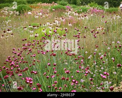 Carthusian Pink Dianthus carthusium et Echinacea pallida dans un jardin herbacé Somerset de prarie au Royaume-Uni Banque D'Images