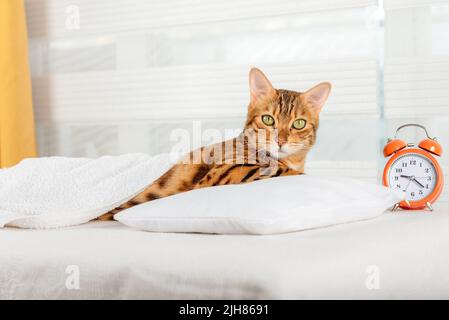 Le chat dort sur le lit et se réveille avec un réveil. Concept de sommeil sain. Banque D'Images