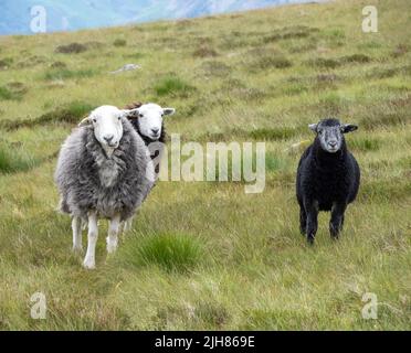Herdwick ewe et ses agneaux sur Fleetwith Saddle dans le district anglais de Lake Cumbria Royaume-Uni Banque D'Images