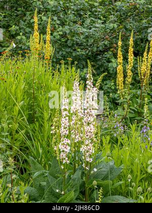 Flèches de fleurs de renfgant vivace jaune et blanc dans un jardin de campagne anglais Banque D'Images