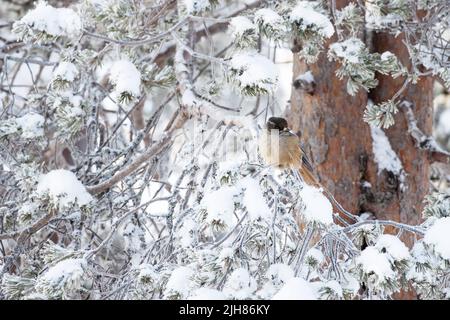 geai sibérien, Perisoreus infaustus perché dans un arbre enneigé par une journée d'hiver dans le nord de la Finlande Banque D'Images