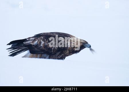 Gros plan d'un majestueux aigle royal, Aquila chrysaetos se nourrissant dans la neige près de Kuusamo, dans le nord de la Finlande. Banque D'Images