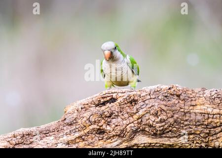 Monk parakeet, Myiopsitta monachus, dans le milieu forestier de Pampas, province de la Pampa, Patagonie, Argentine. Banque D'Images