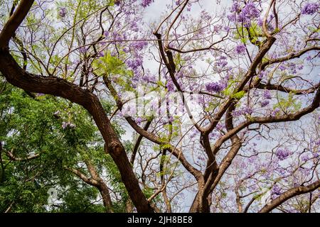 Arrière-plan avec des branches de Jacaranda Mimosifolia avec des fleurs violettes Banque D'Images