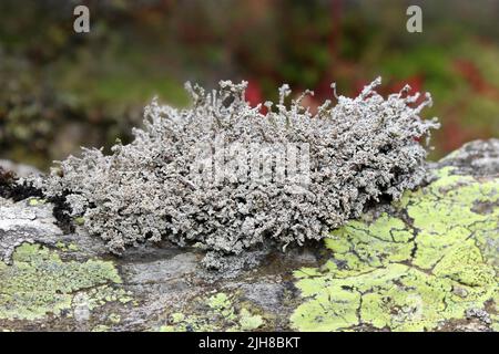 Vésuve neige Lichen Stereocaulon vesuvianum Banque D'Images