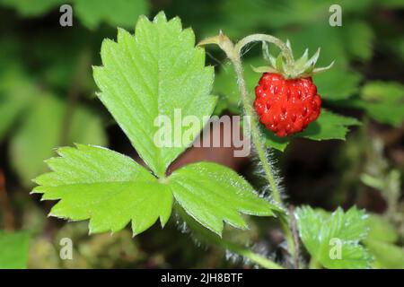 Fraisier Fragaria vesca Banque D'Images