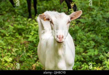 Chèvre laitier blanc dans un pâturage à la chaude journée d'été. Banque D'Images