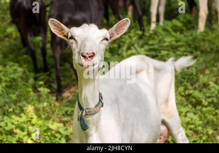 Chèvre laitier blanc dans un pâturage à la chaude journée d'été. Banque D'Images