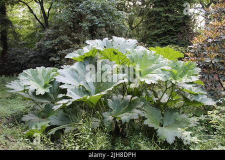 Un gros plan de la manucata de Gunnera ou de la rhubarbe géante qui pousse dans une souche Banque D'Images