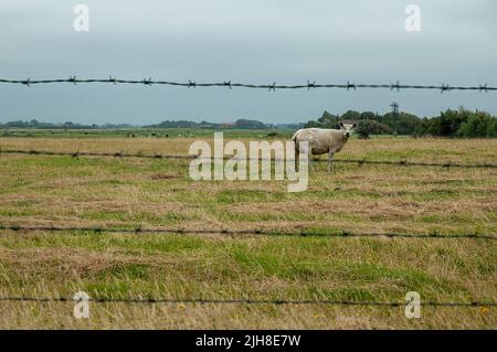 Un mouton vu à travers une clôture barbelé dans un petit village dans la mer du nord à Westerhever, en Allemagne Banque D'Images