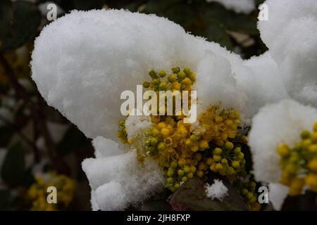 Gros plan des fleurs de Mahonia jaune recouvertes de neige Banque D'Images