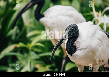Vue rapprochée de deux ibises africaines sacrées contre les plantes vertes Banque D'Images